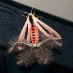 Criatura con alas y tentáculos se hace viral por asustar un hogar