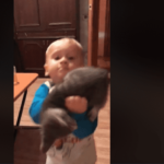 Épica pelea entre bebé y gatito, te hará reír