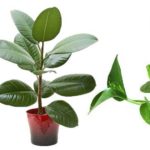 5 plantas que la NASA recomienda para purificar el aire de tu casa