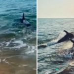 Perrito y delfín se divierten juntos a la orilla del océano