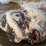 Encuentran turistas pez que afirman tiene apariencia “extraterrestre”