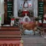 Vaca escapa del rastro y se mete a la iglesia; iba a ser sacrificada