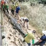 Encuentran restos de niño desaparecido dentro de cocodrilo de casi 5 metros