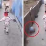 Bebé juega con sus perros y una pelota aparece de la nada sin explicación; ¿error en la matrix?