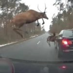 Captan el momento en el que ciervos salvajes se impactan contra un auto en movimiento