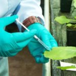 Veracruzanos prueban vacuna nueva antiCOVID hecha de plantas