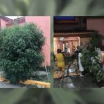 Vecinos impiden que policías tumben planta de cannabis en Orizaba