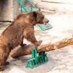Mujer arroja a su hija de 3 años a jaula de oso en un zoológico; sale ilesa